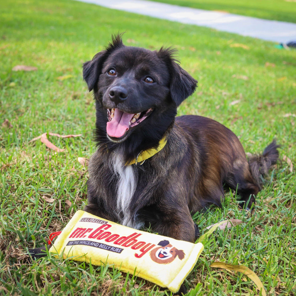 Mr. Goodboy Dog Toy (Stuffless)