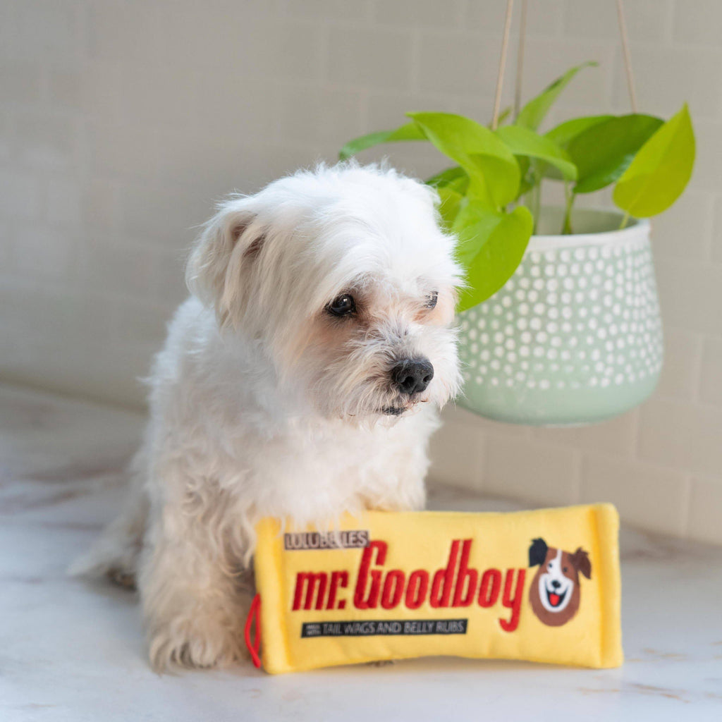 Mr. Goodboy Dog Toy (Stuffless)